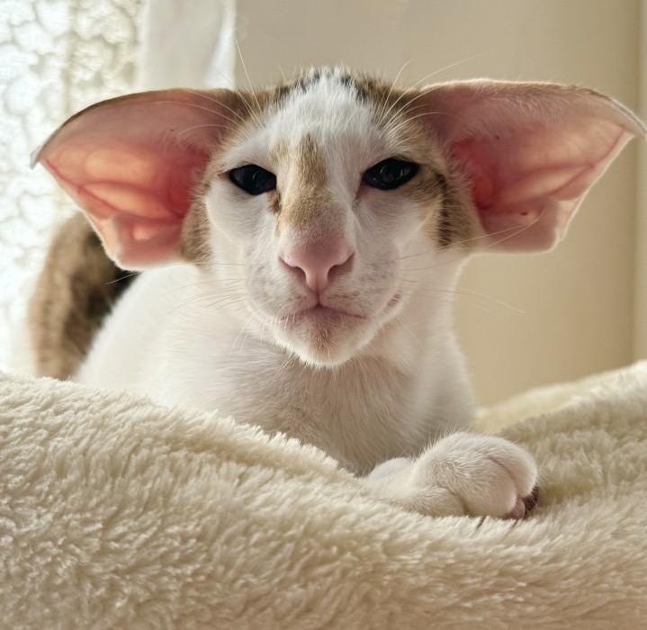 Lucky Charm Vito male OSH b 24 03 PRA n/n
