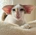 Lucky Charm Vito male OSH b 24 03 PRA n/n