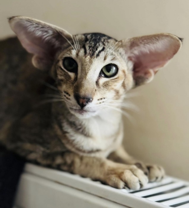 Hope Abla-Gato*PL female OSH f 25 
