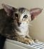 Hope Abla-Gato*PL female OSH f 25 