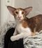 Abla-Gato*PL