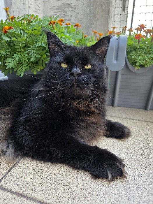 Kot reproduktor rasy Maine Coon
